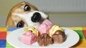 dogs-eating-chocolate.png