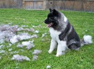 fourfriends-helping-to-reduce-the-amount-of-shedding.png