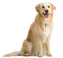 fourfriends-retriever.png
