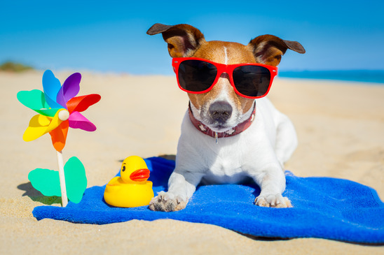 fourfriends-summer-dog.png