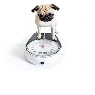i_need_fourfriends_weight_control_natural_dog-_food.png